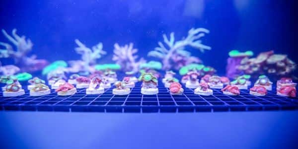 Breeding Corals