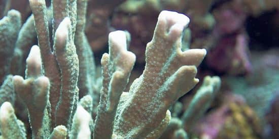 What are corals - Coral 2