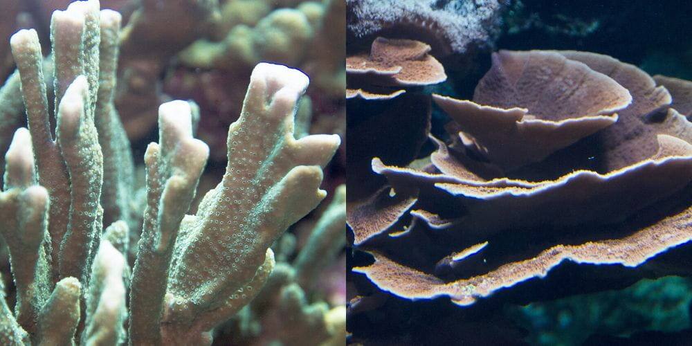 Corals at S.E.A. Aquarium