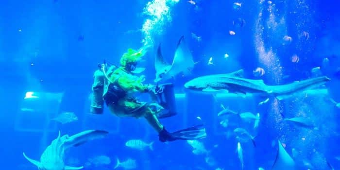 Diver feeding marine animals at S.E.A. Aquarium