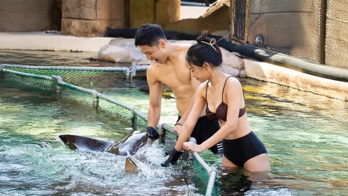 Adventure Cove Waterpark - Ray Encounter