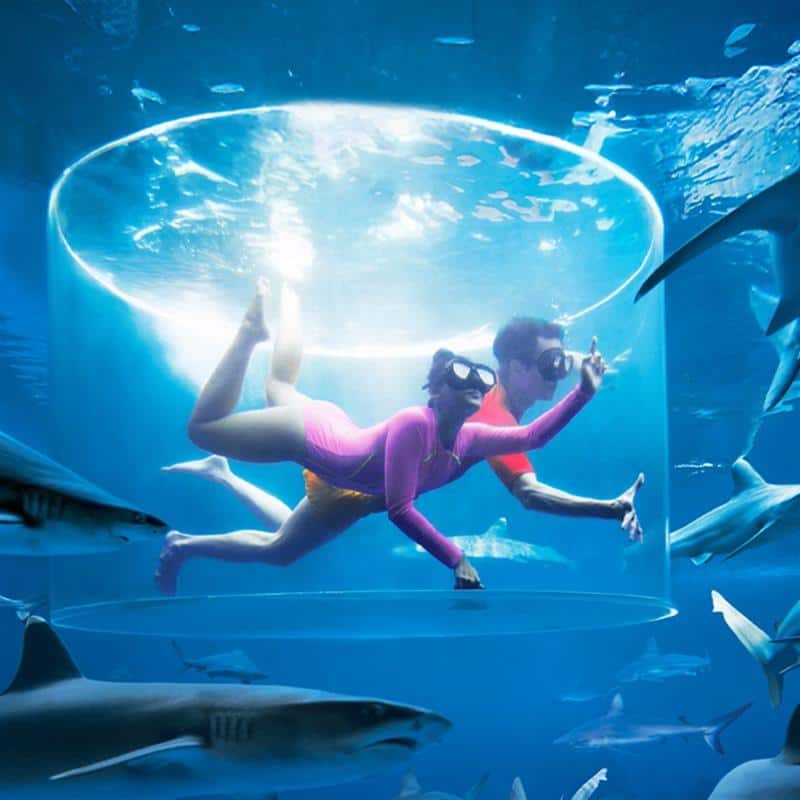 Shark Encounter