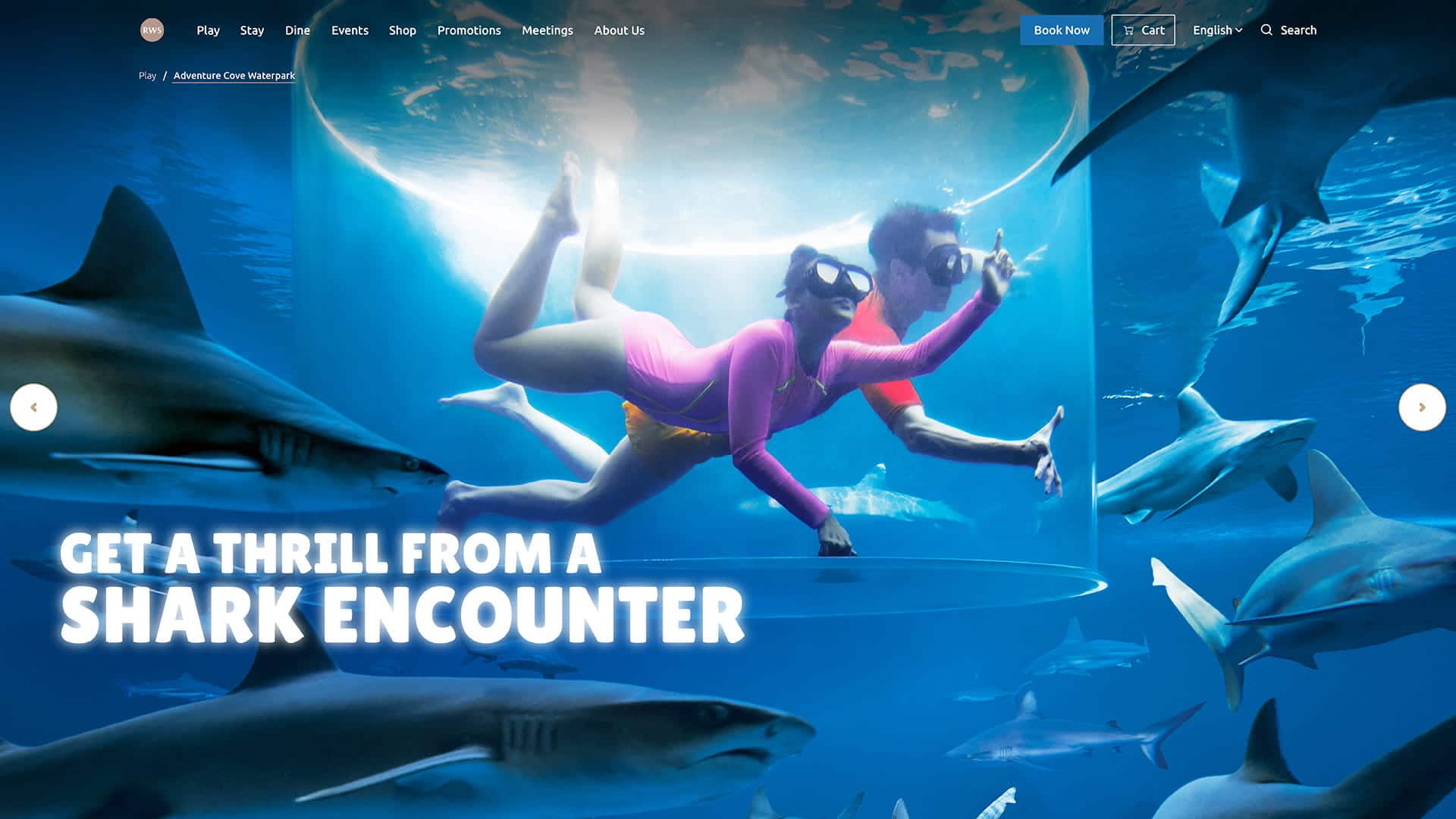 Adventure Cove Waterpark Shark Encounter