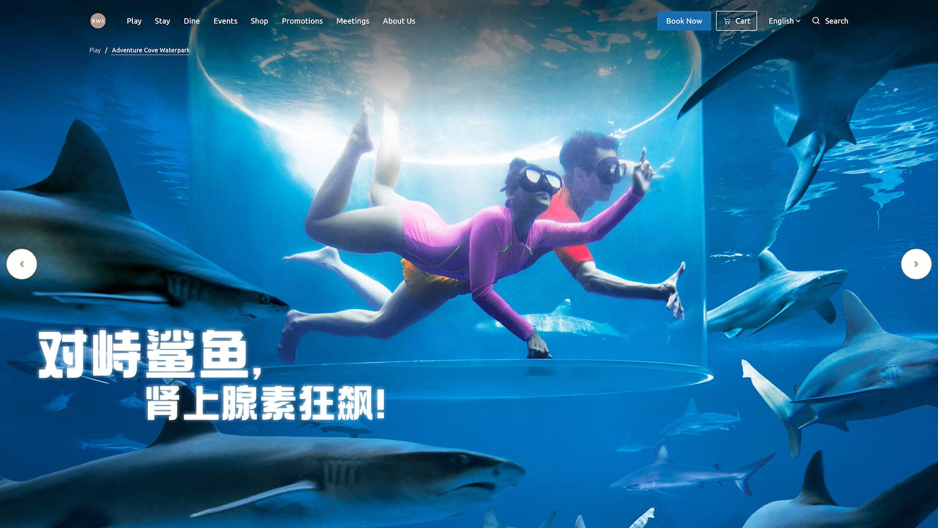 Adventure Cove Waterpark Shark Encounter