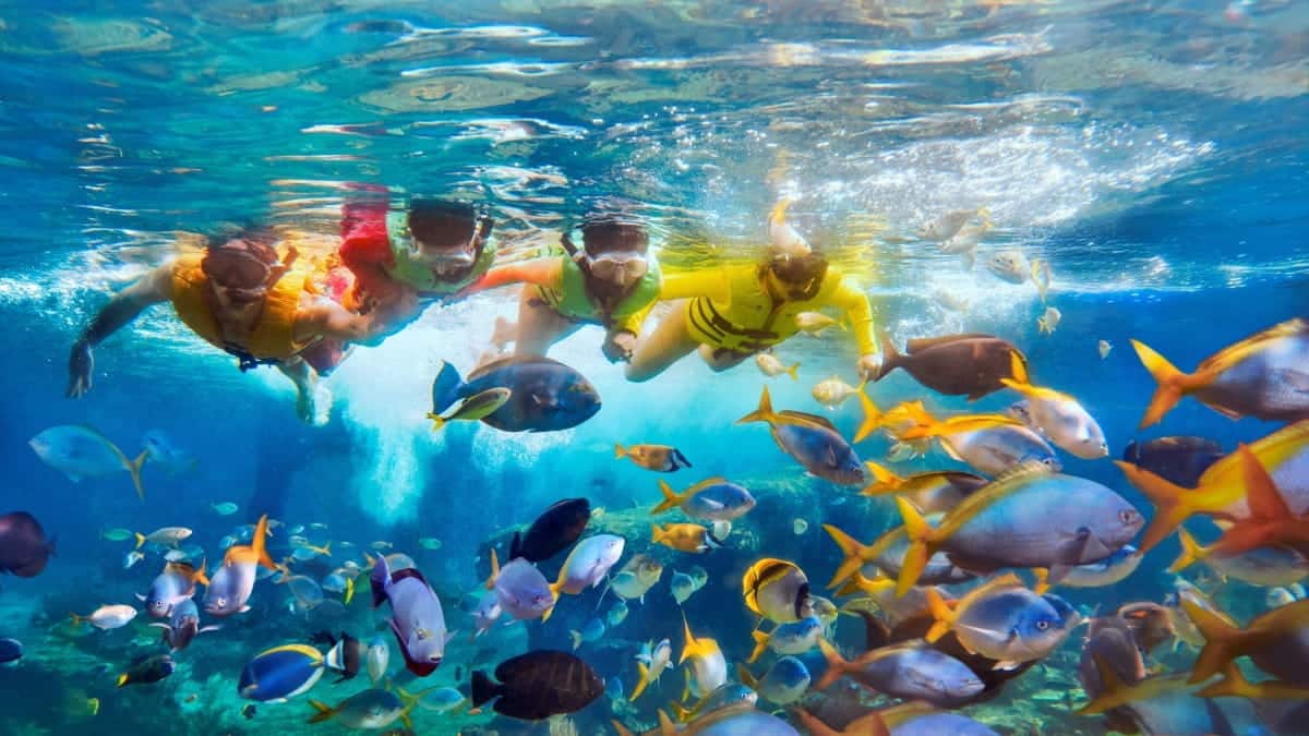 Adventure Cove Waterpark gallery image