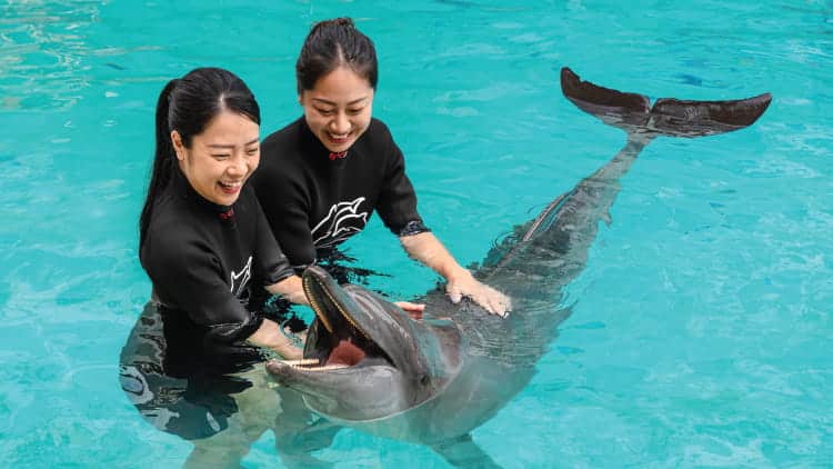 Dolphin-Island-Main-Masthead-750x422-7