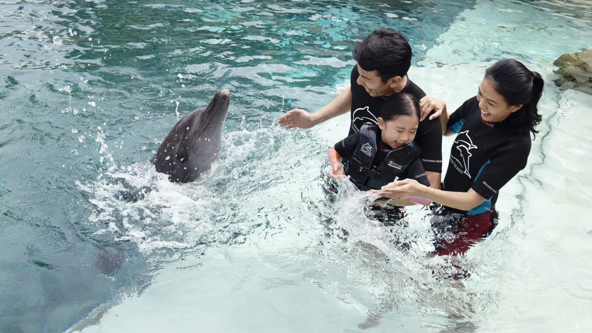 Dolphin Discovery