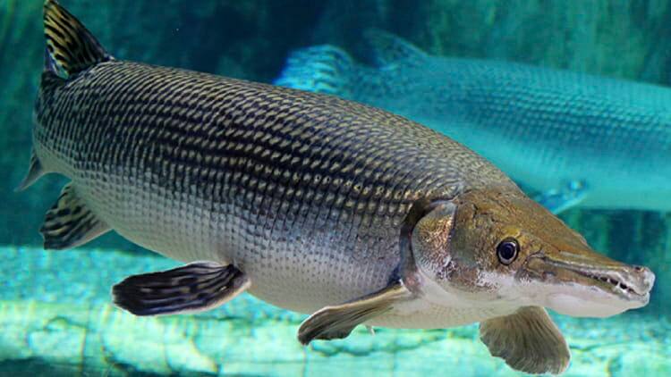魚の学校 S E A 水族館 リゾートワールドセントーサ