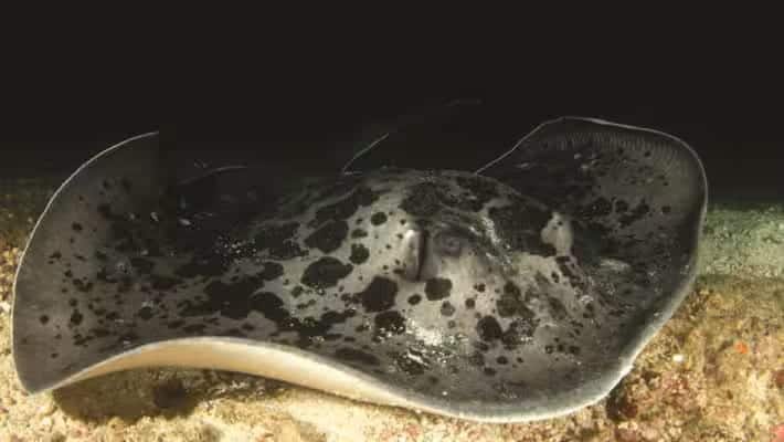 seaa_marble-stingray_750x422