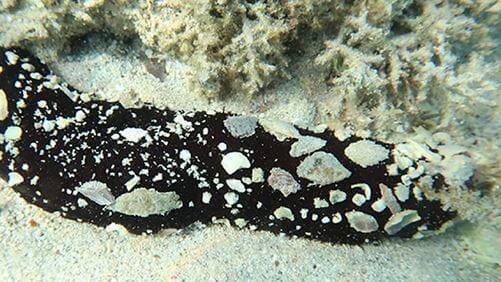 SEAA-black-sea-cucumber-750x422