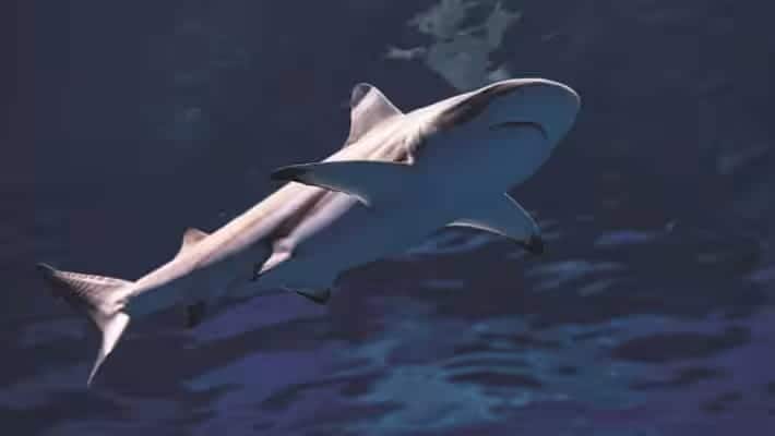 seaa_reef-shark_750x422