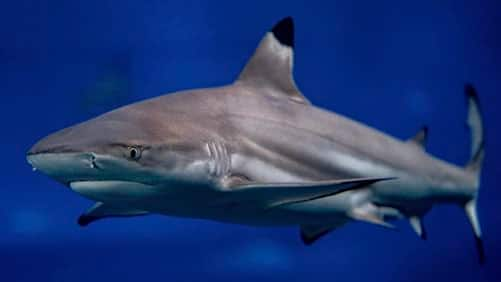 SEAA-blacktip-reef-shark-750x422