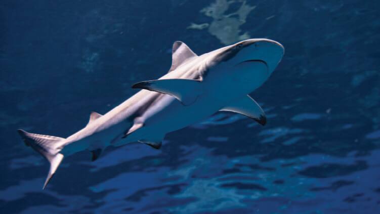 ツマグロ サメ S E A 水族館 リゾート ワールド セントーサ