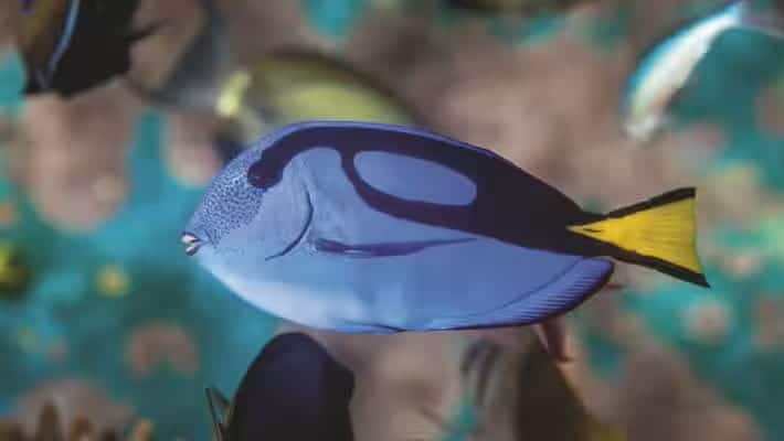 seaa_blue-tang_750x422