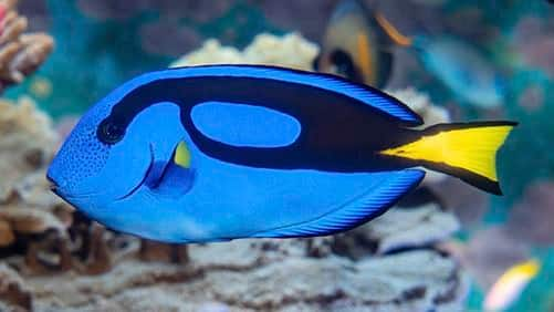 SEAA-blue-tang-750x422