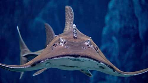 SEAA-bowmouth-guitarfish-750x422