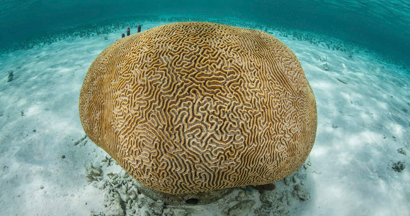SEAA-brain-coral-1440x760
