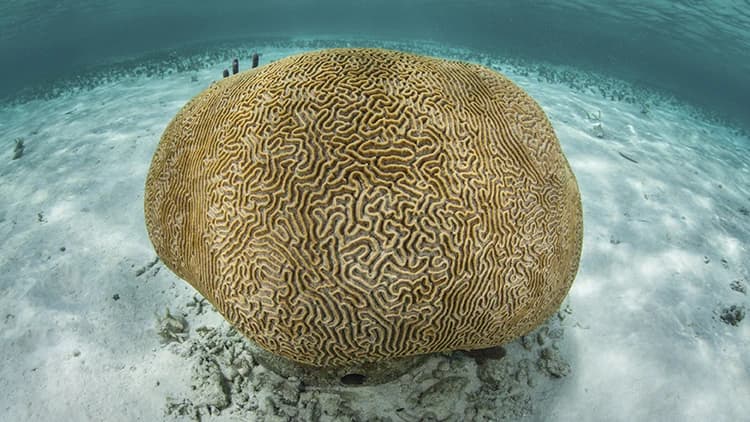 SEAA-brain-coral-750x422