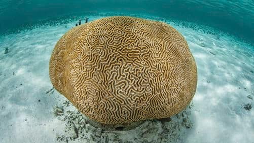 SEAA-brain-coral-750x422