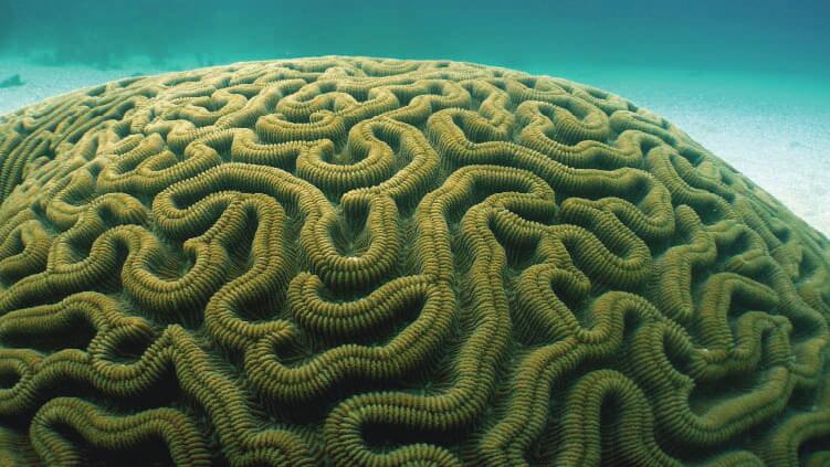 SEAA_Coral Brain Reef_750x422