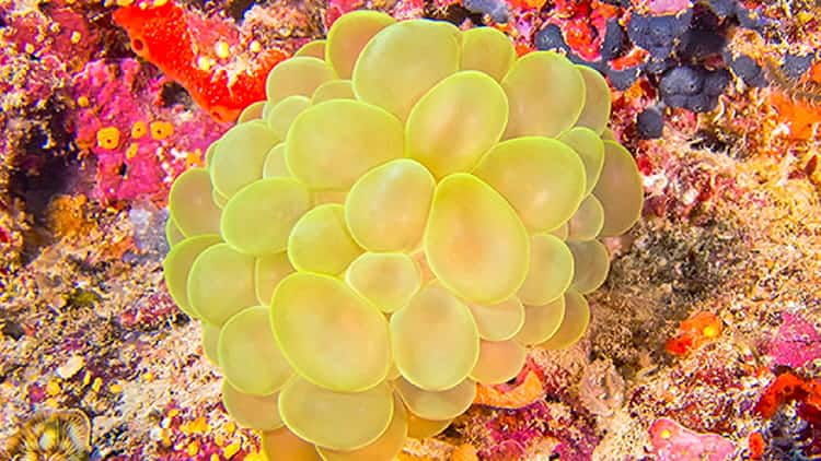 SEAA-bubble-coral-750x422
