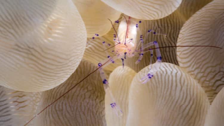 SEAA_Shrimp on Bubble Coral_750x422