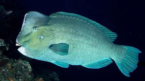 SEAA-bumphead-parrotfish-750x422