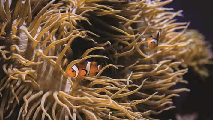 seaa_clownfish_750x422