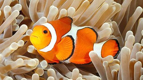 SEAA-clownfish-750x422