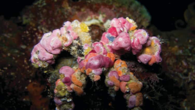 Spider Decorator Crab saltwater Invertebrate Species Profile - Camposcia  retusa | Tank Facts