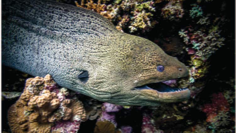 SEAA_Moray Eel_750x422