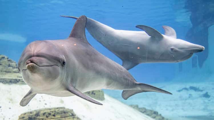 SEAA-indo-pacific-bottlenose-dolphin-750x422