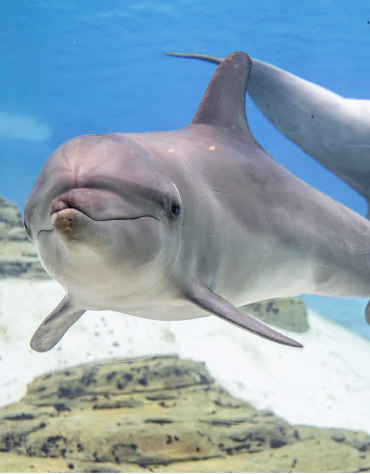 Dolphin-Island-Main-Masthead