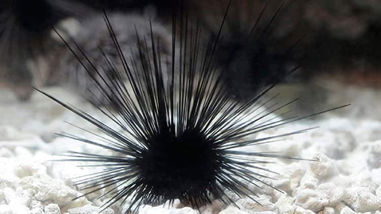 SEAA-long-spined-sea-urchin-750x422