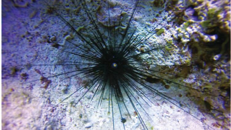 ガンガゼ S E A 水族館 リゾート ワールド セントーサ ガンガゼ S E A 水族館 リゾート ワールド セントーサ