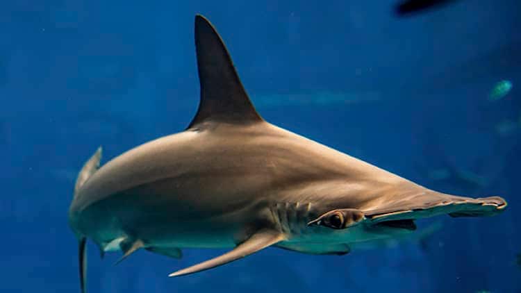 Scalloped Hammerhead Shark- S.E.A. Aquarium, Resorts World Sentosa