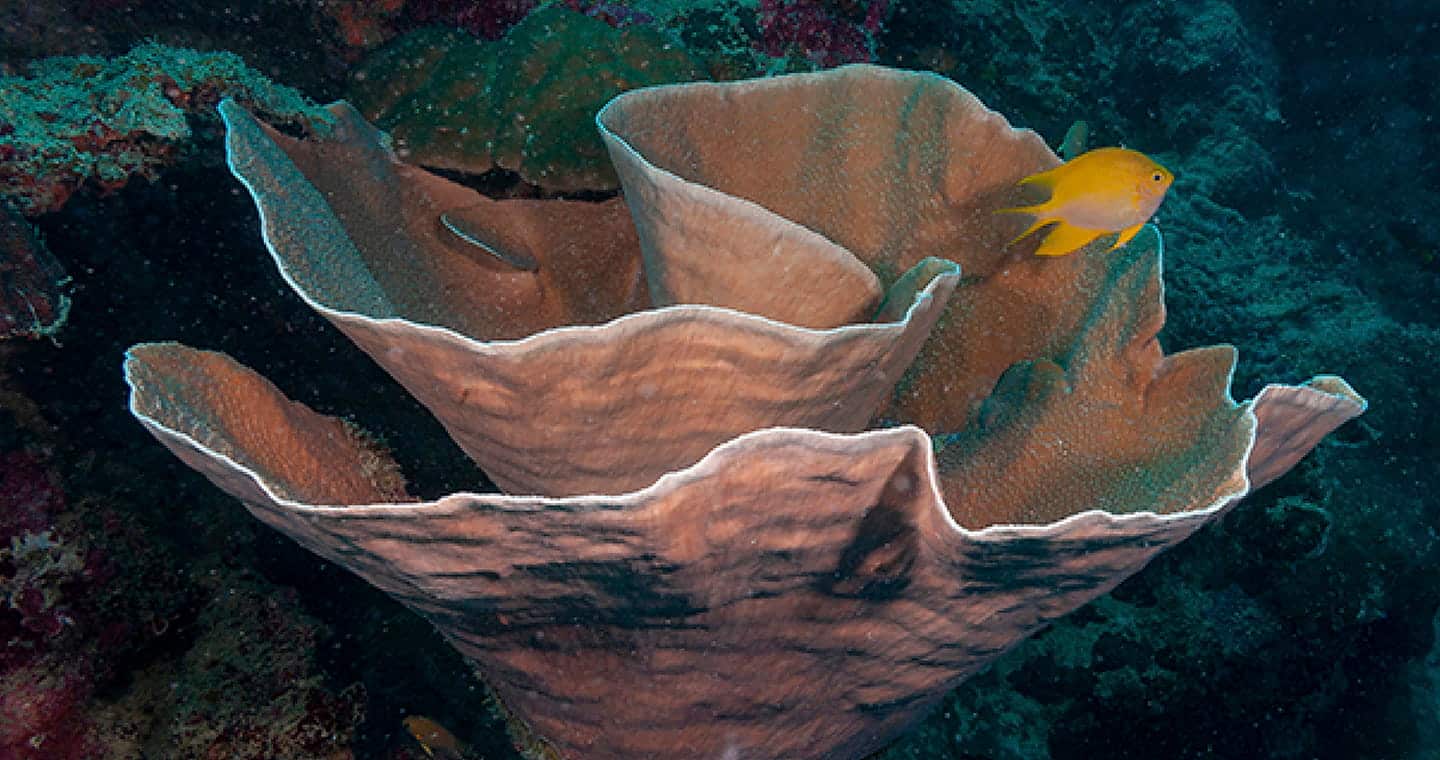 SEAA-scroll-coral-1440x760