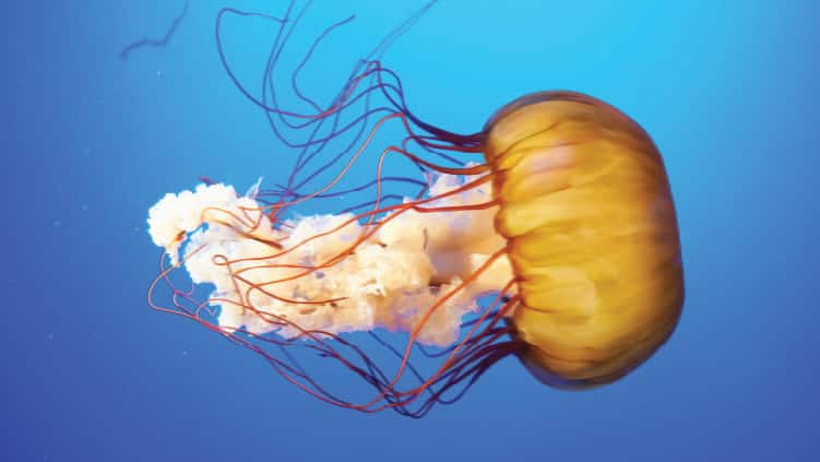 SEAA_Orange Jellyfish_750x422