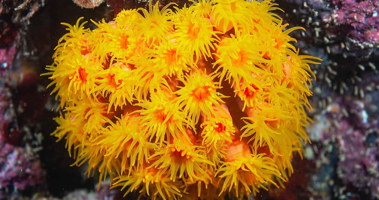 SEAA-sun-coral-1440x760