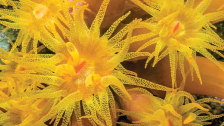 SEAA_Sun Coral_750x422