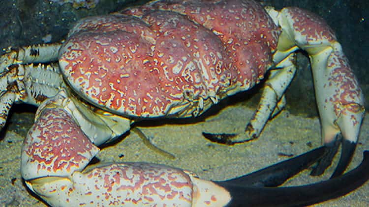 SEAA-tasmanian-giant-crab-750x422