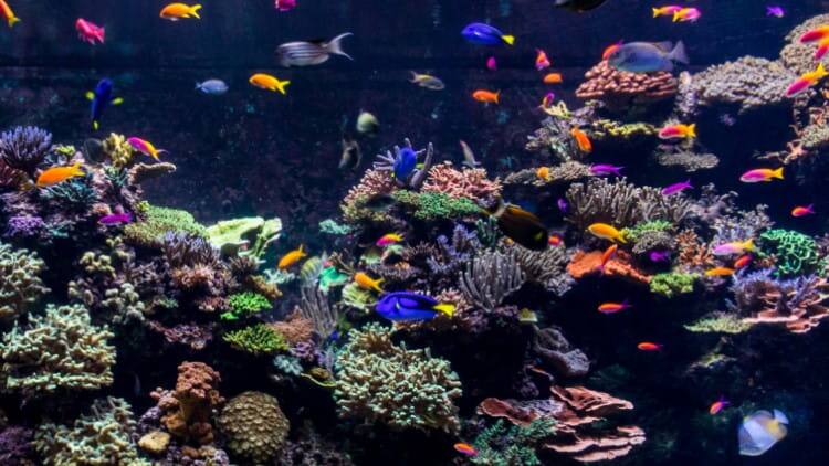 Coral Exhibit