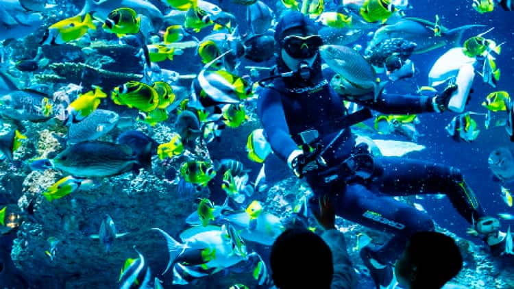 Dive Feeding Coral Garden750x422