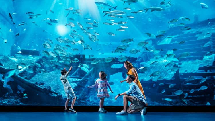 S.E.A. Aquarium at Sentosa | A Marine Wonderland - Interactive Experiences at S.E.A. Aquarium