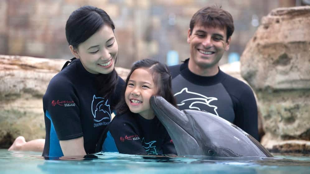 dolphin island 996x560