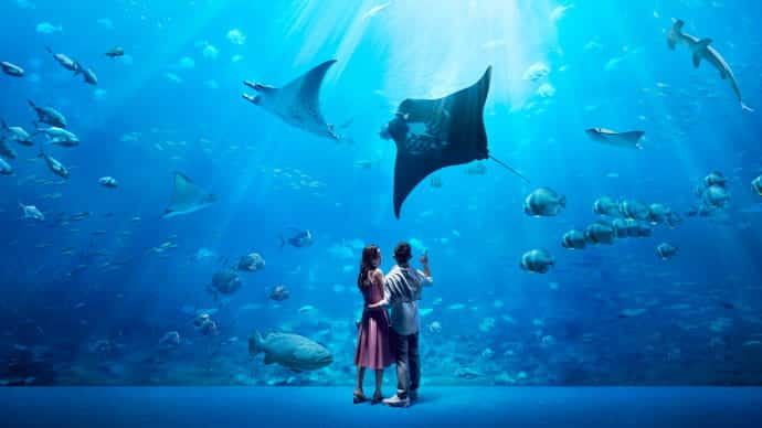 sea aquarium 996x560