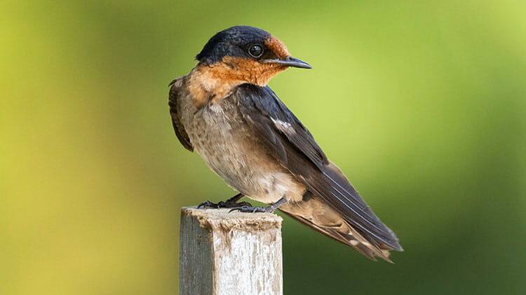 Universal Studios Singapore is Southeast Asia’s first 96 Hotels-Explorations -and-Adventures-Nature-Explorations-750x422