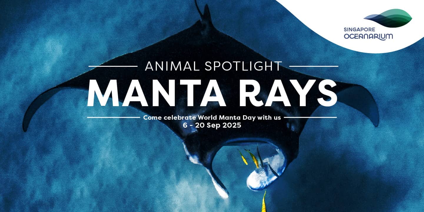 Singapore Oceanarium - Animal Spotlight Manta Rays