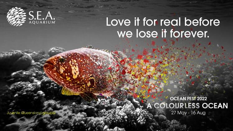 Ocean Fest- Other Highlights