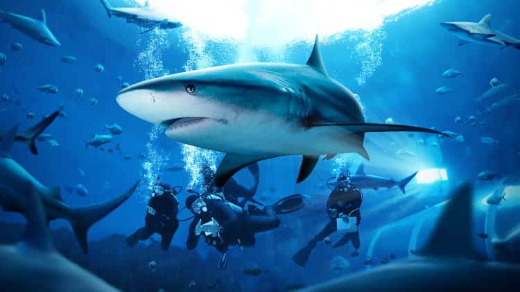 AWARE Shark Conservation Diver